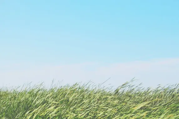 Casino Ted Bingo Suporte